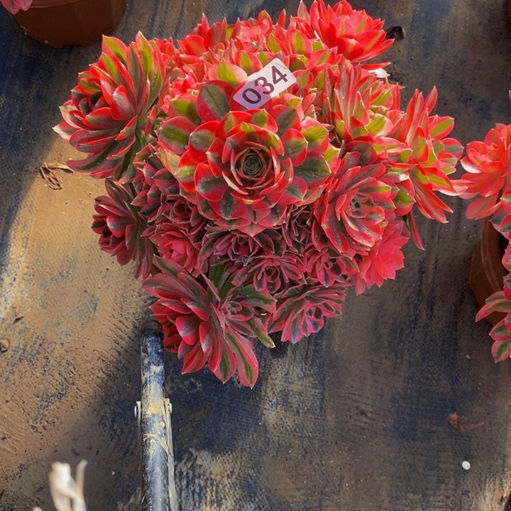 034 粉女巫带主头的