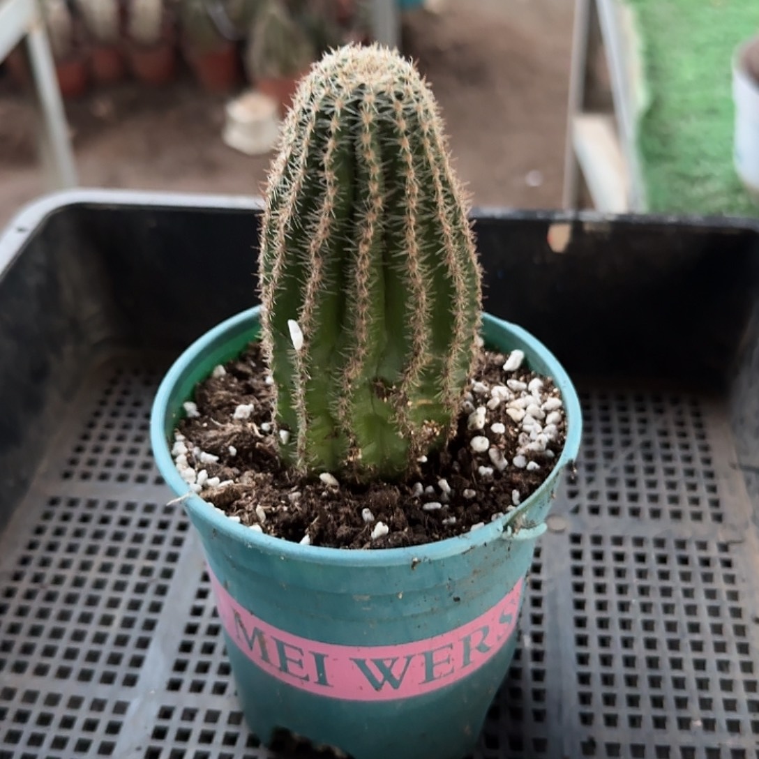 红卷卷彩草侧芽，一颗