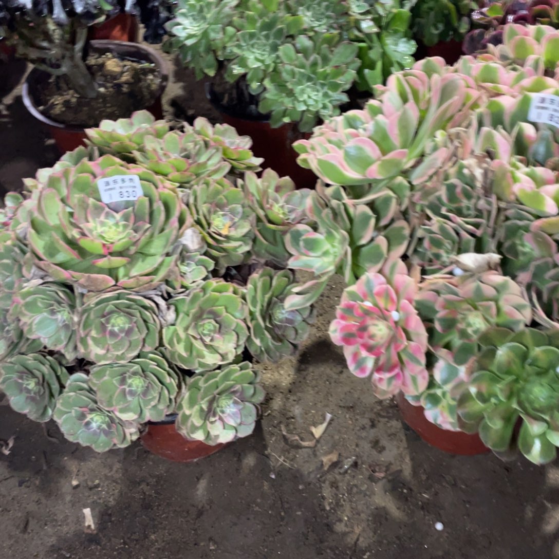 名***州829-830两颗多肉法师断枝不包