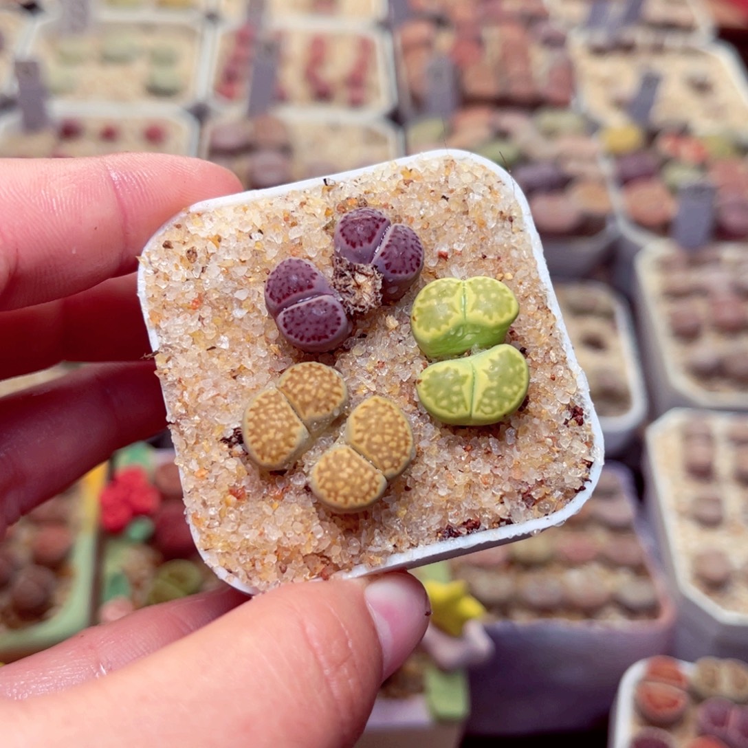 37号带盆包邮发货