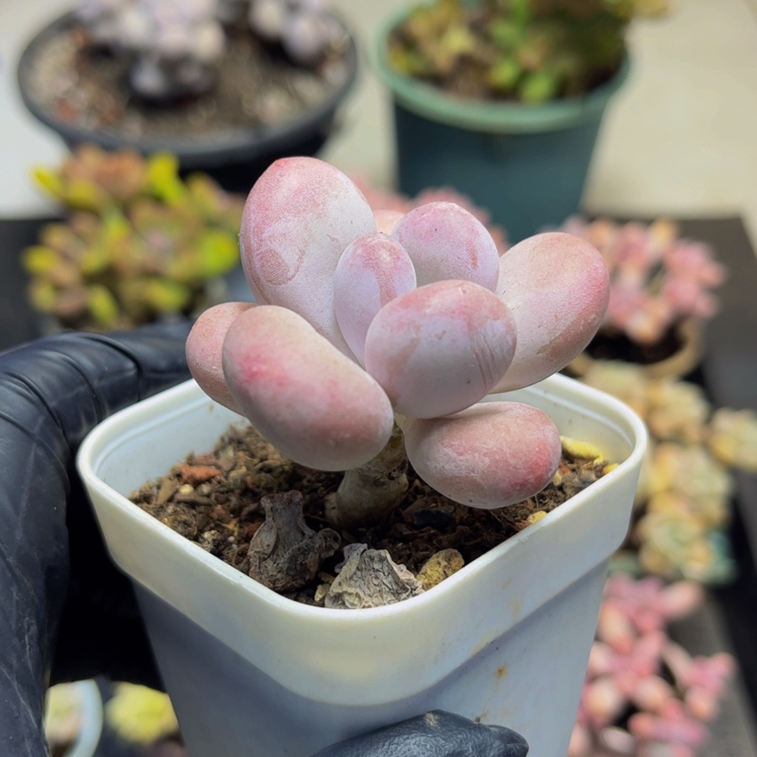 1399达摩奶酪5厘米多肉