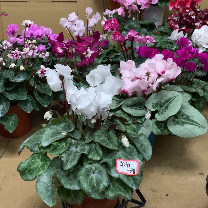 无花朵开箱无问题后期无售后