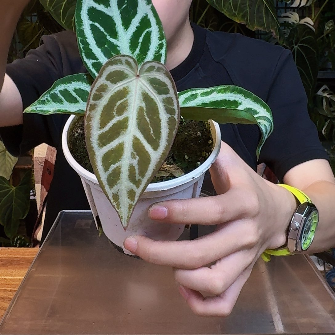 完全开放V96粉脉撕裂纹杂银色闪光