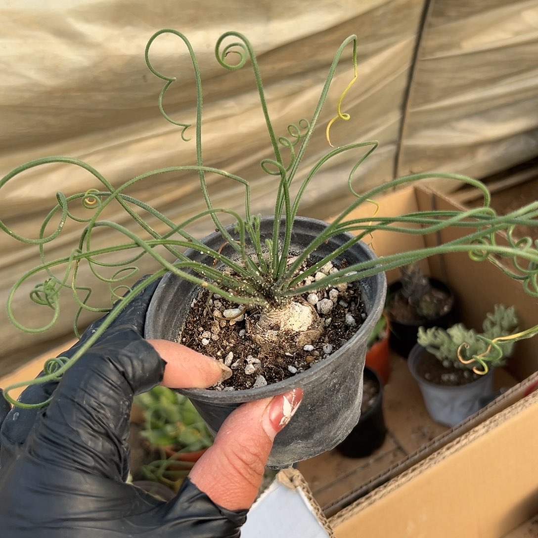 多肉植物毛也弹簧草