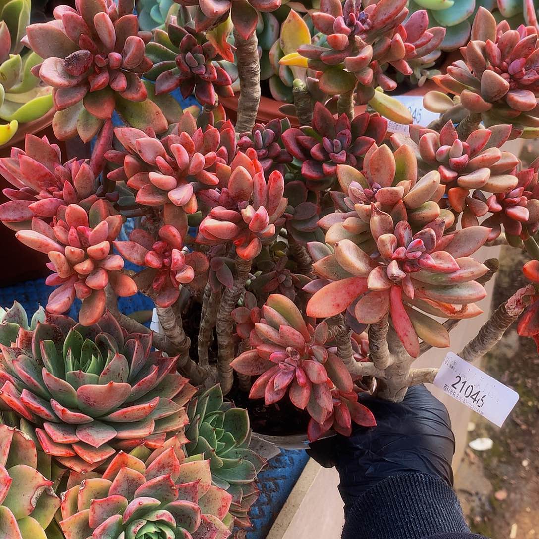 w***英紫星21046多肉多肉