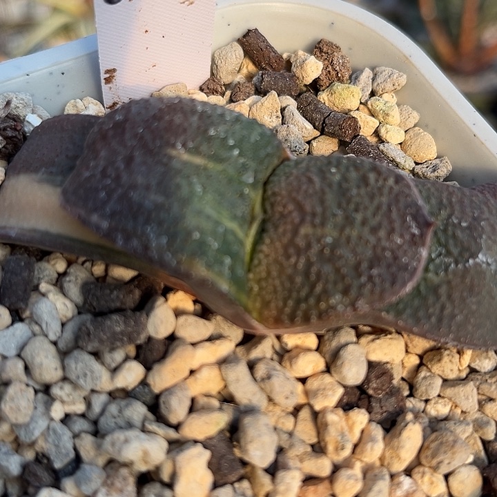 889脱土发货11111111