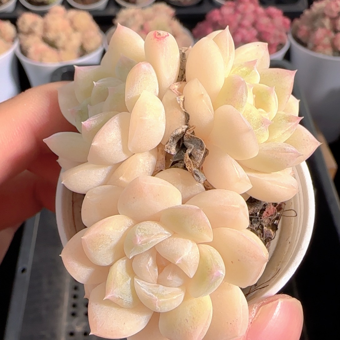 多肉1228-210白桃汽水三头