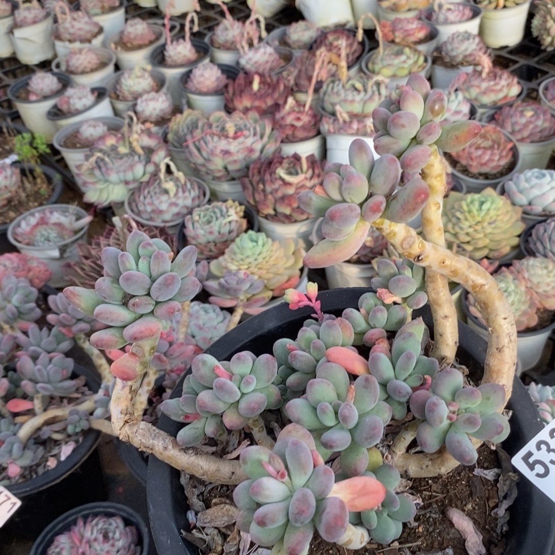 5336苹果奶酪一物一拍