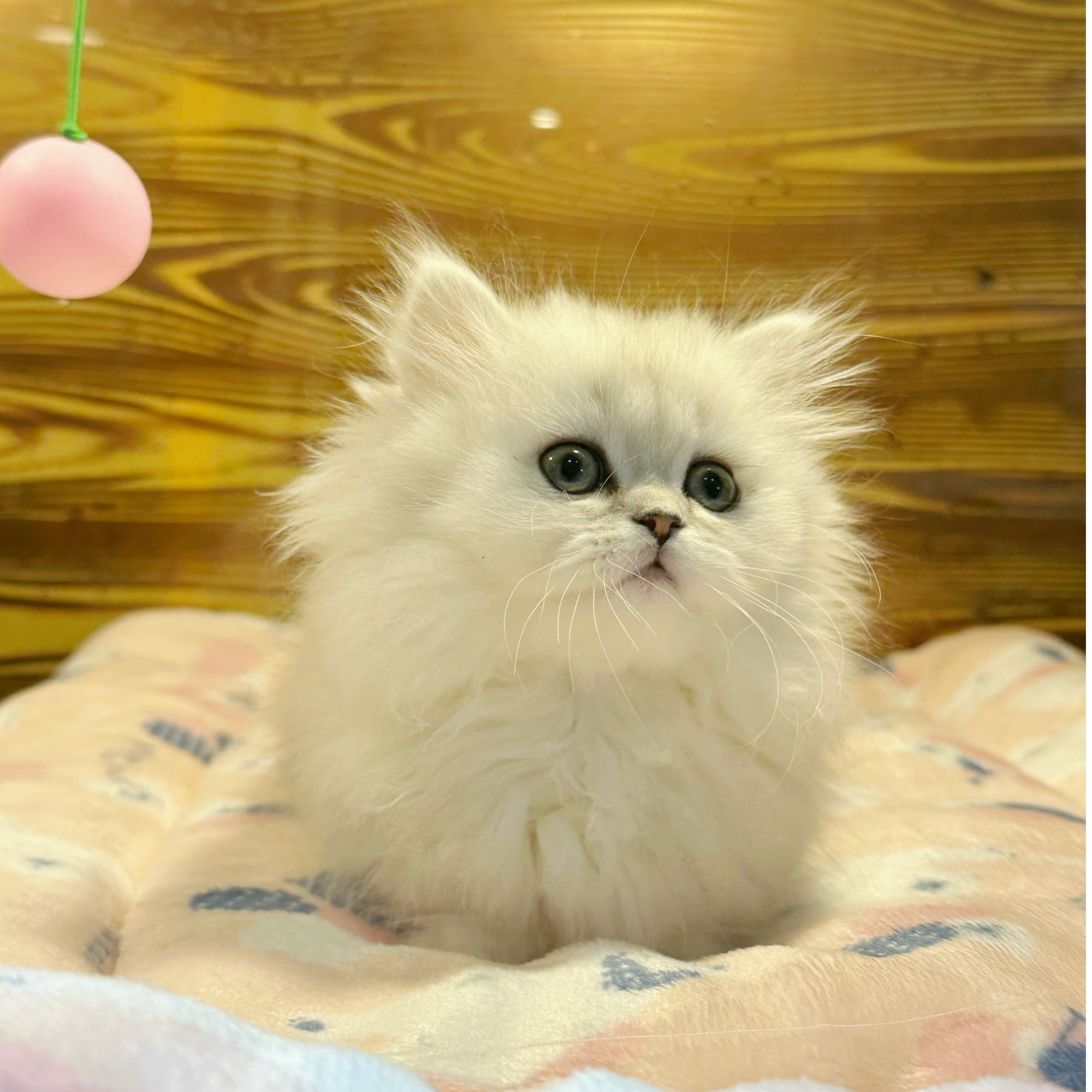 【猫咪批发】300+全品种 活体猫猫萌宠猫咪小毛孩