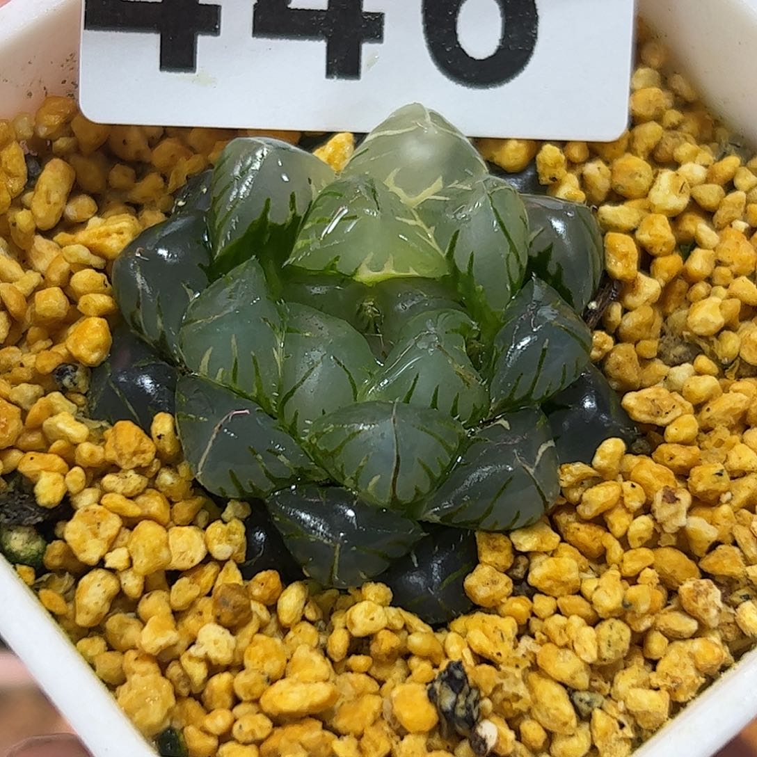 水中月锦十二卷多肉植物