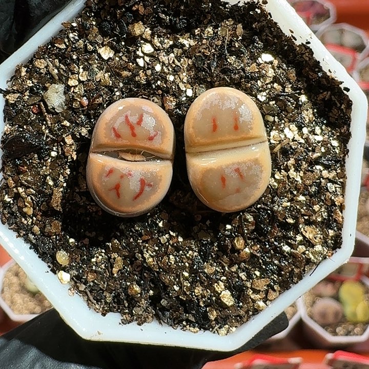 生石花1155。 172