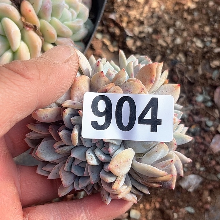 哦*豁多肉植物一物一拍