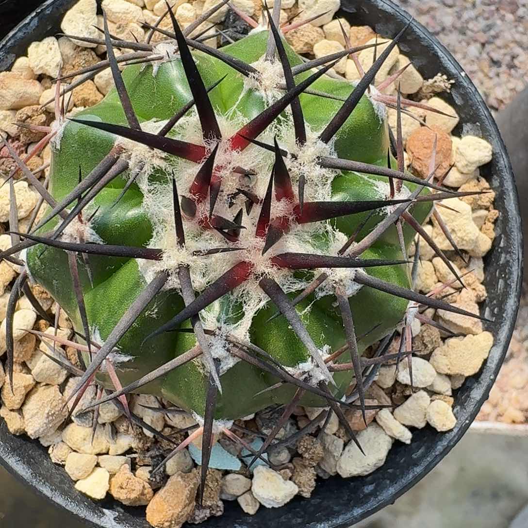 直播间1印加，专拍，