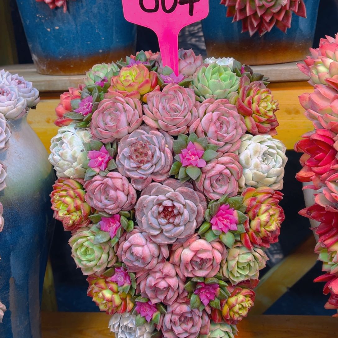 004这个是真的好看啊