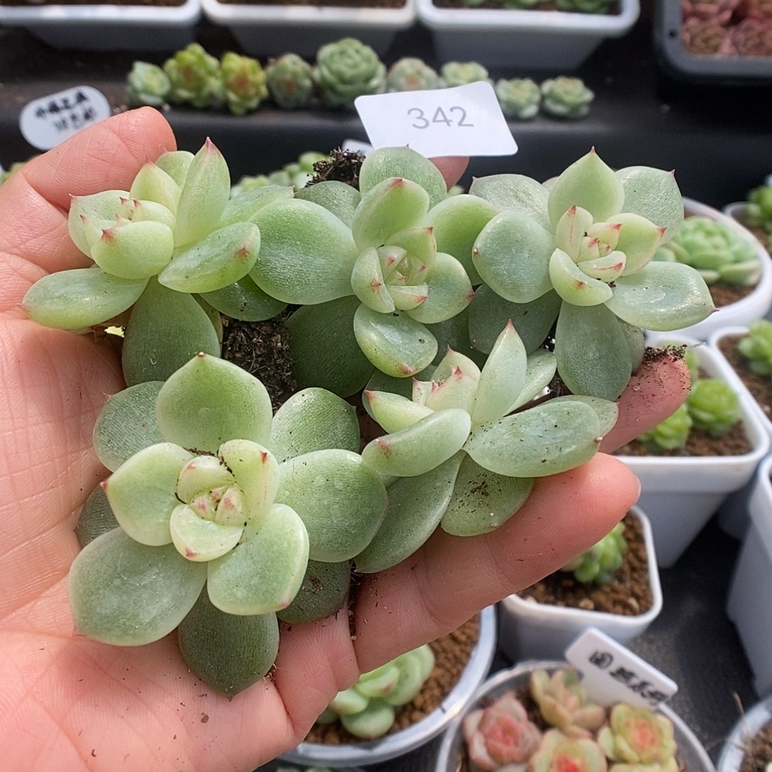 一物一拍一物一拍921-342