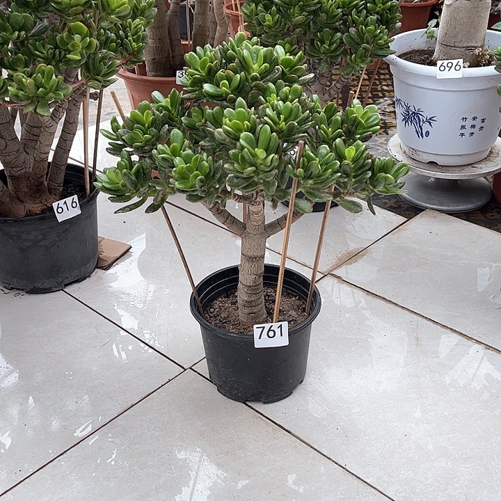 招财猫花月独杆老桩