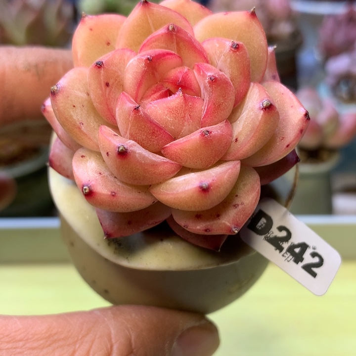 D242一物一拍带盆