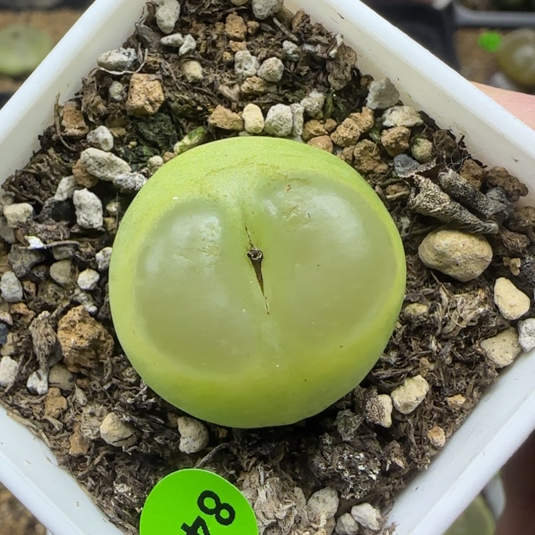 拉登2.4有疤多肉植物848