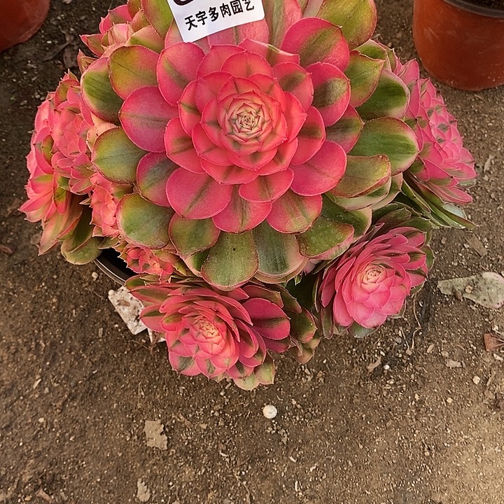 多肉植物荔枝486多肉