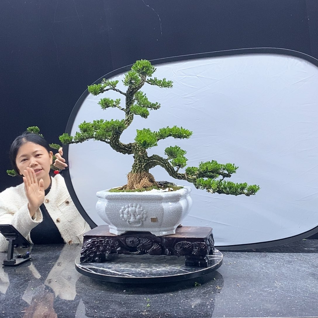 无花朵万**山黄杨盆景艺术