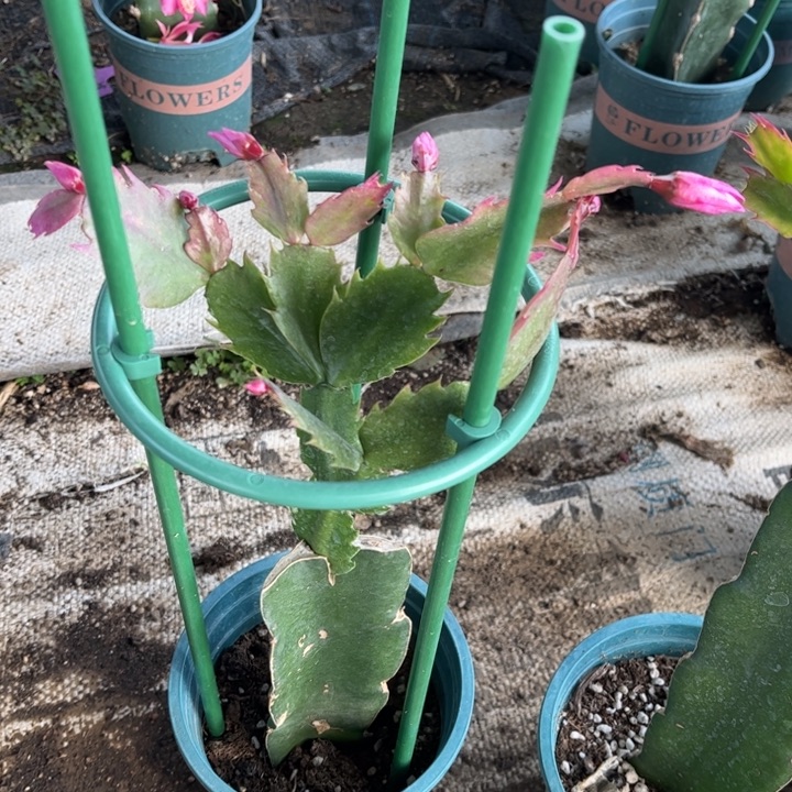 星***264号083，111111111