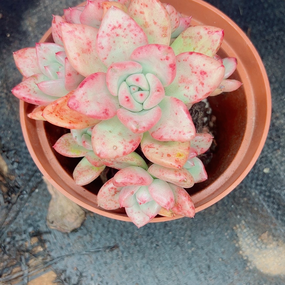 奶油鳄梨一物一拍