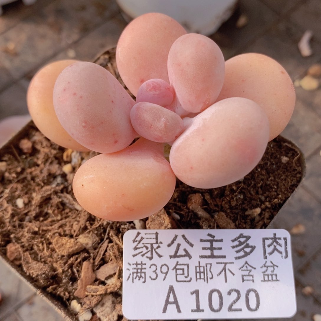 鸡蛋奶单头1020多肉植物
