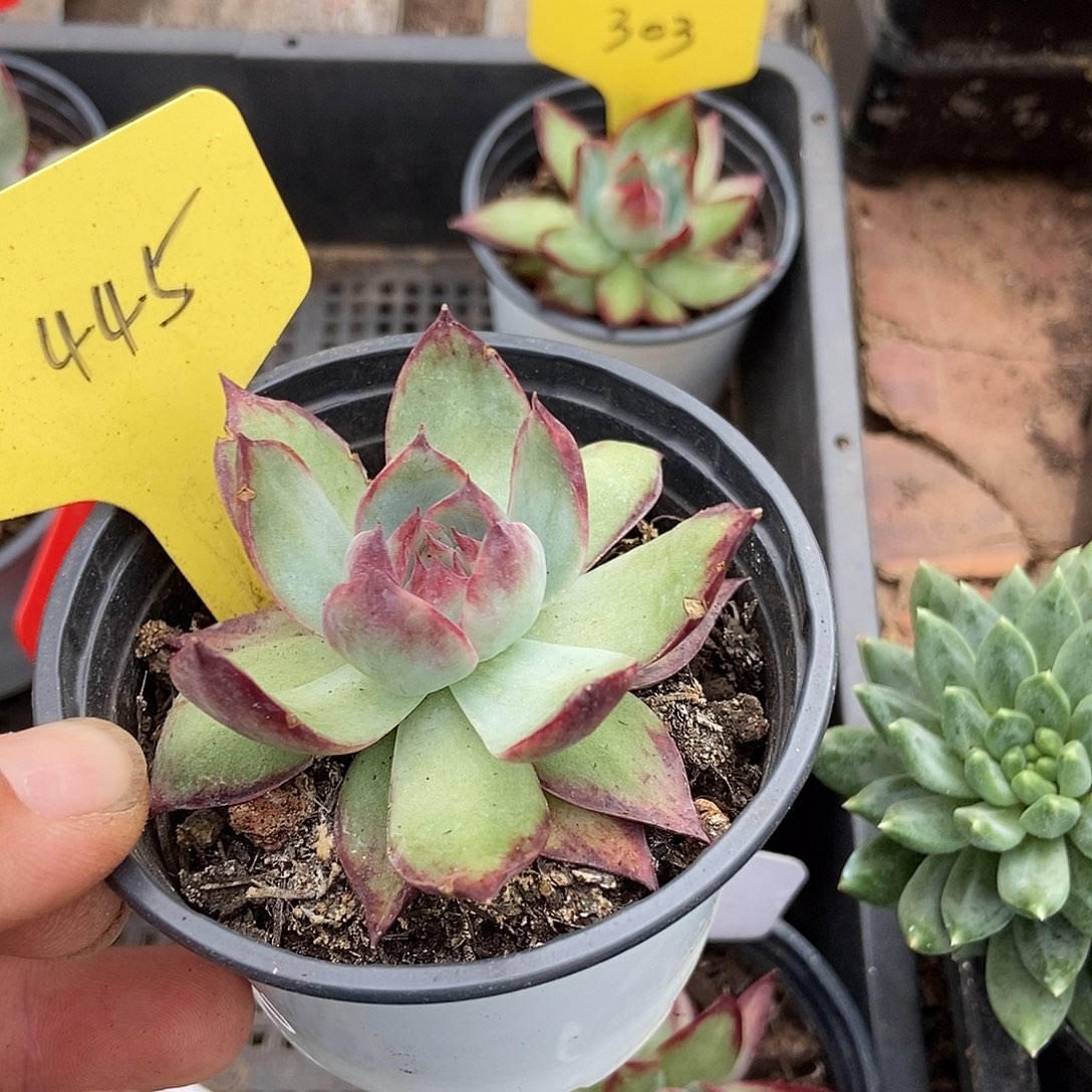 惊鸿一物一拍包装收缩花旱445