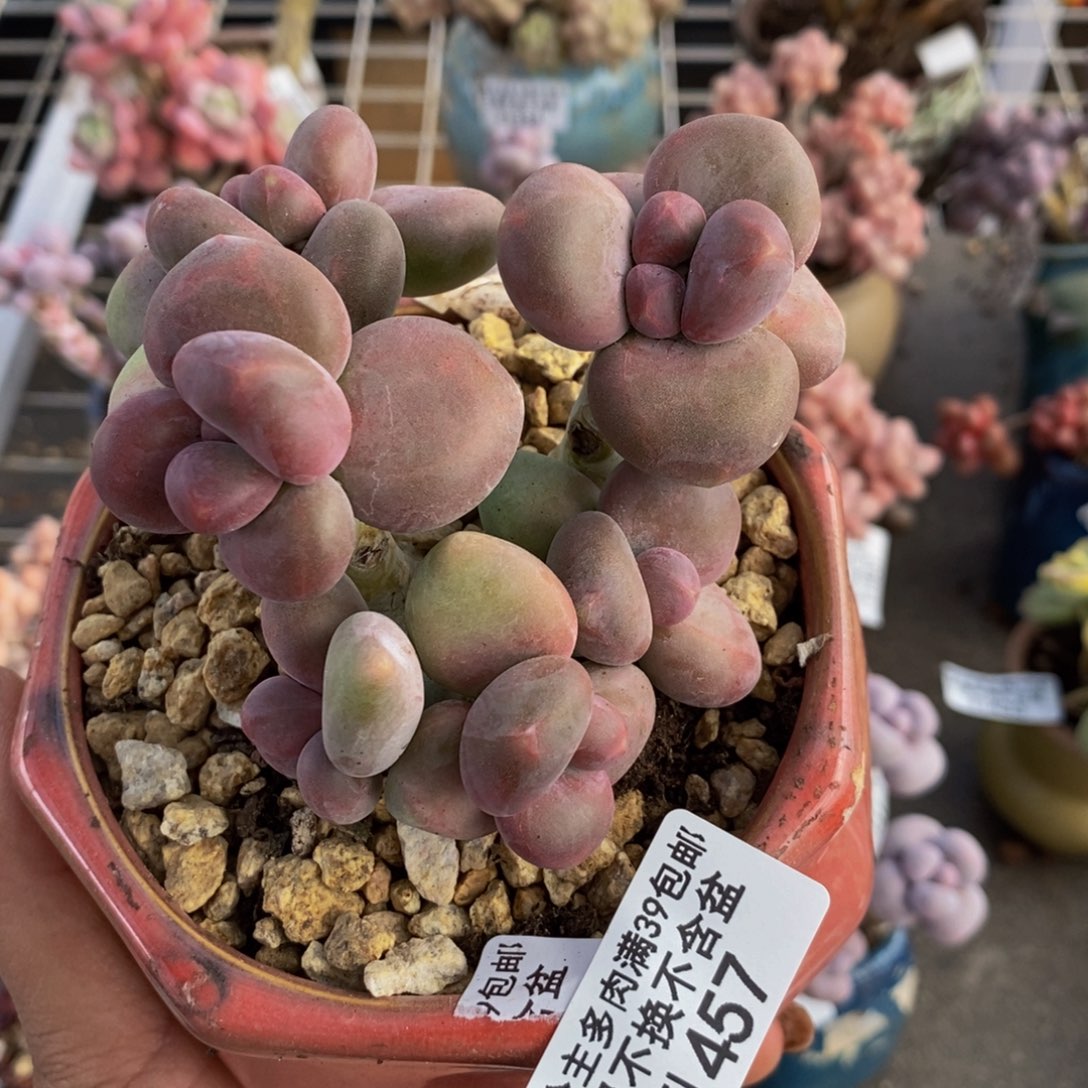 芒果奶酪金蟾Kk奶457/8c m