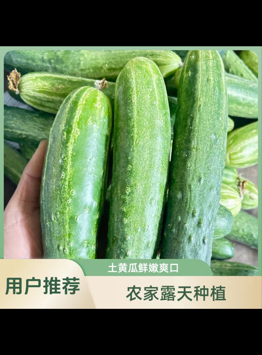 云南高山土黄瓜 