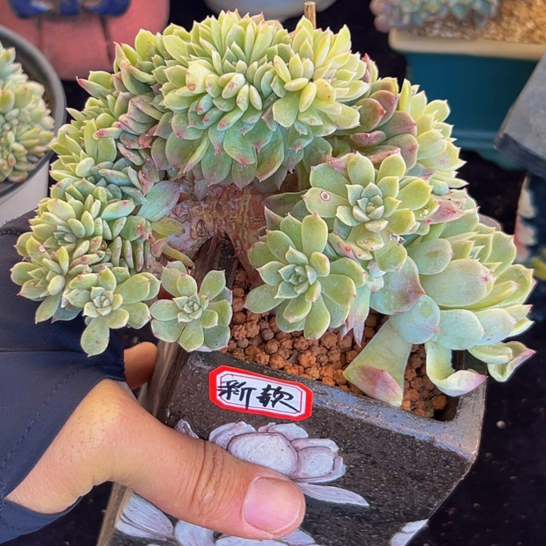  新年快乐 新年快乐