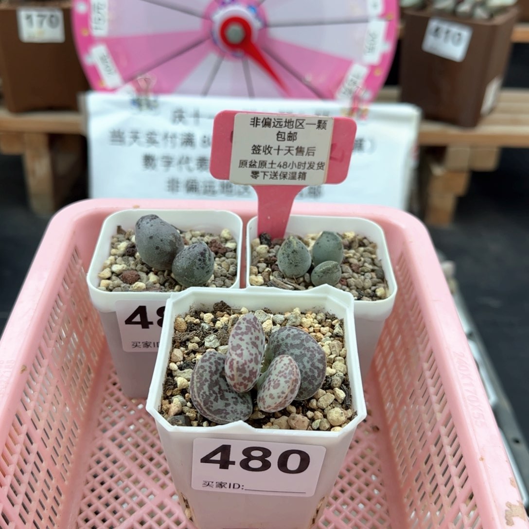 小*子480密斑丸叶海豹两颗