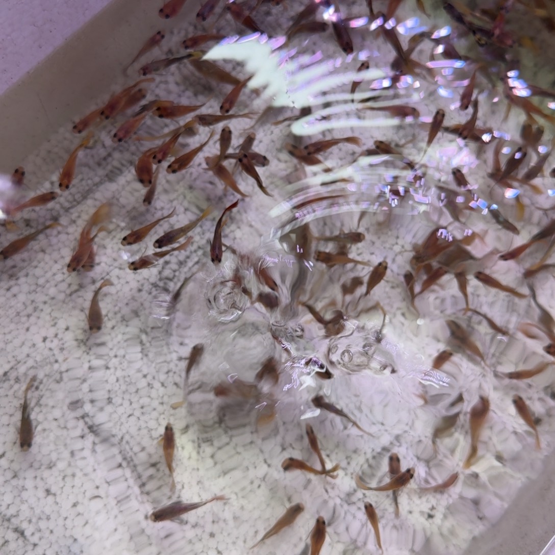 孔雀鱼小蜜蜂玻璃猫10条