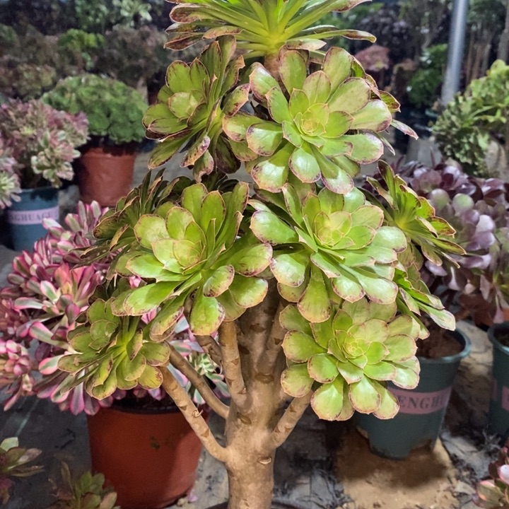 ｖ锦多肉植物27。  