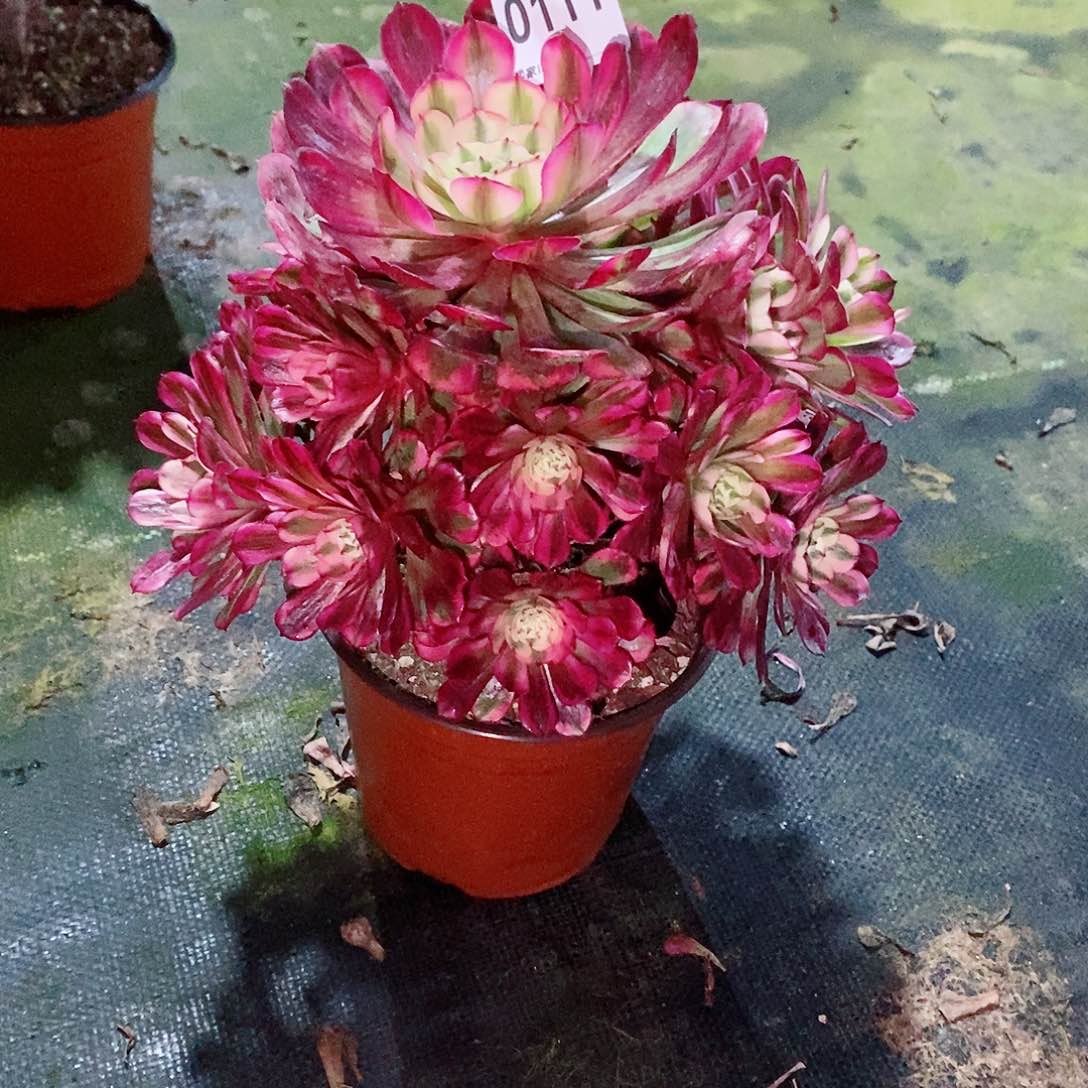 红铜白0111多肉1111