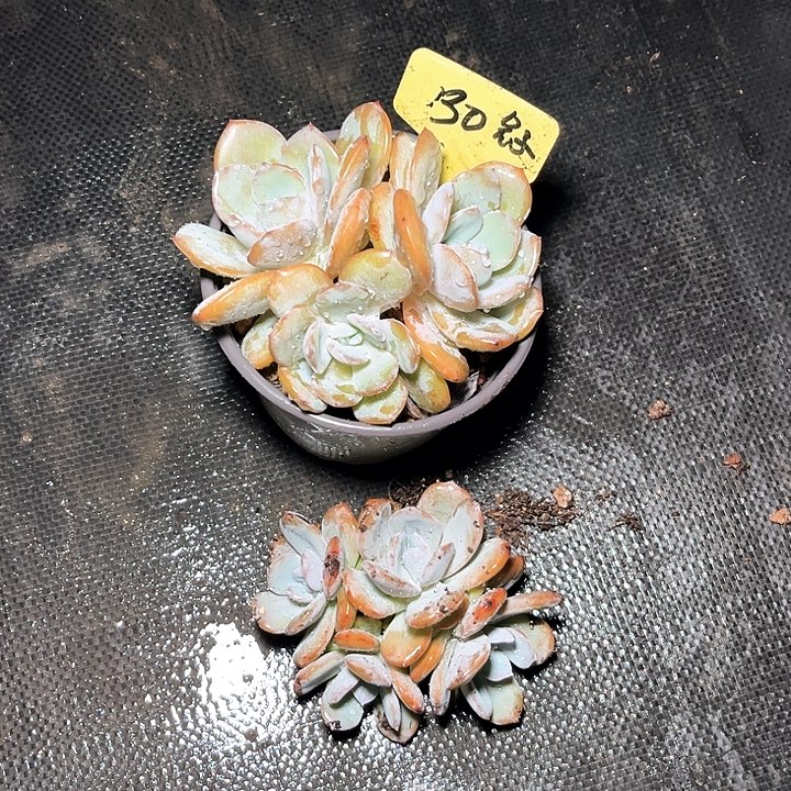 奶茶30号码牌子的话题