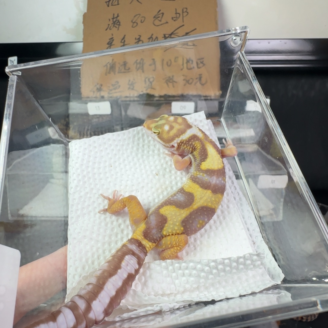 豹纹守宫川普妹妹