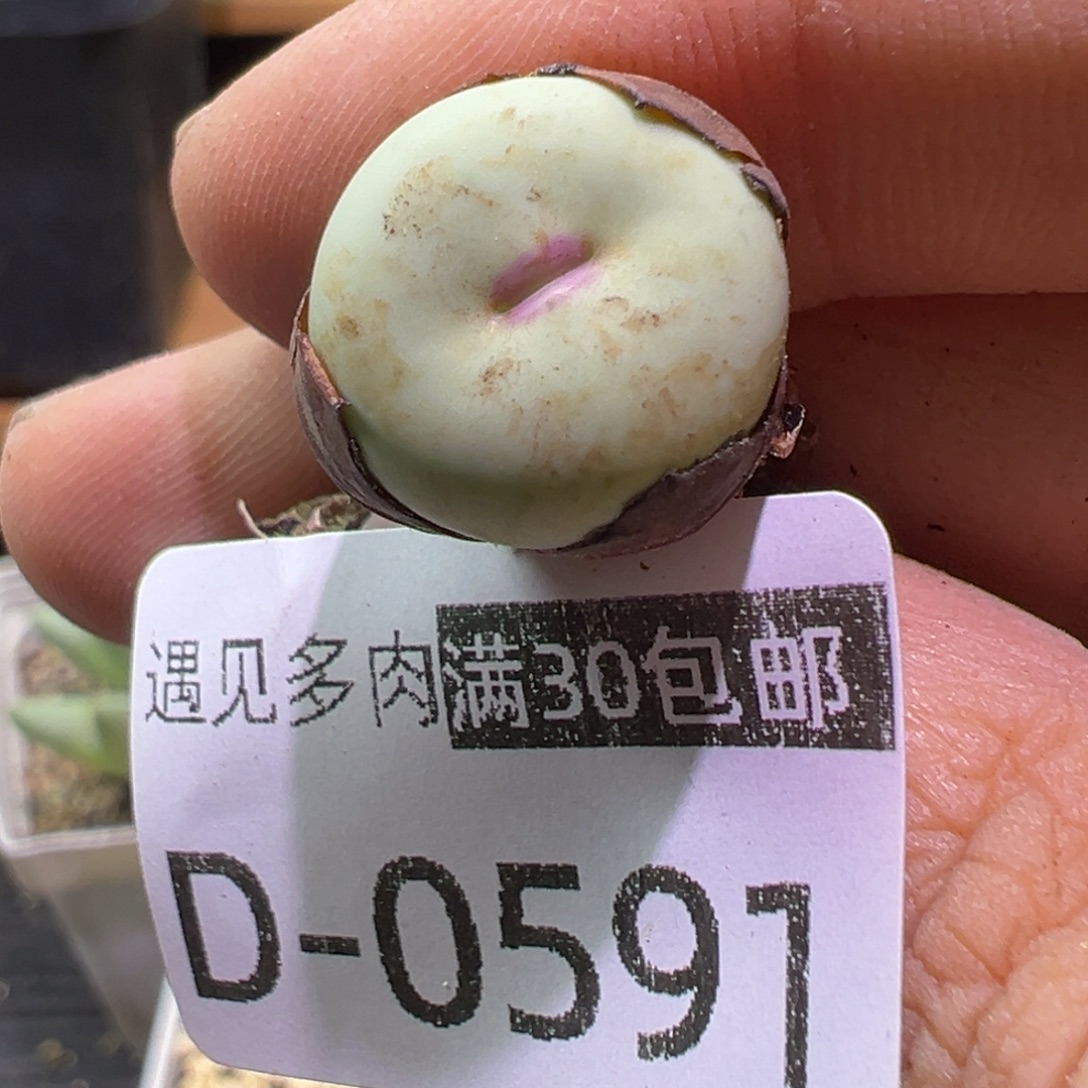 多肉植物1111111111