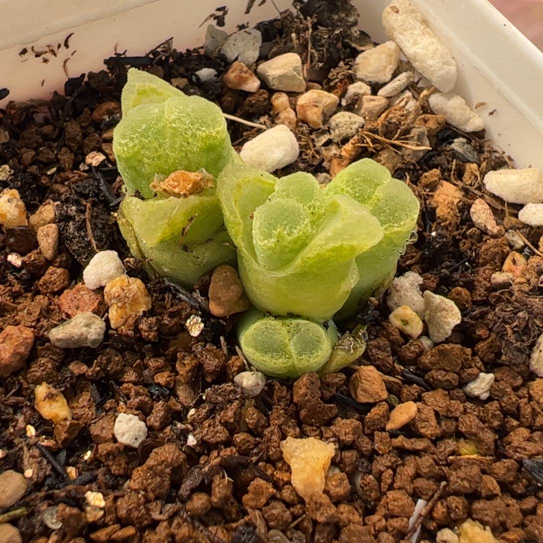 741多肉植物百科