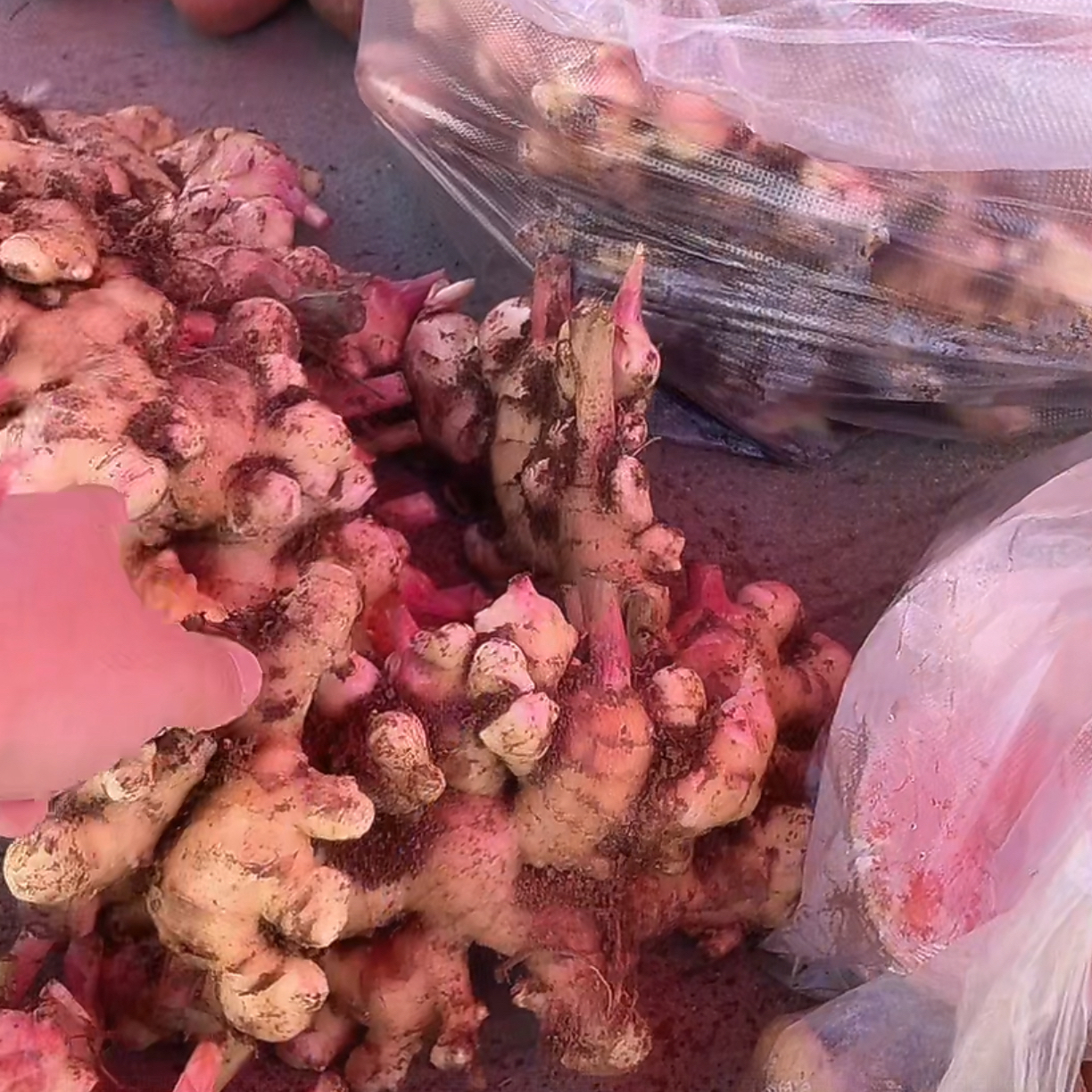 【现收】农家特产食用农产品——9——