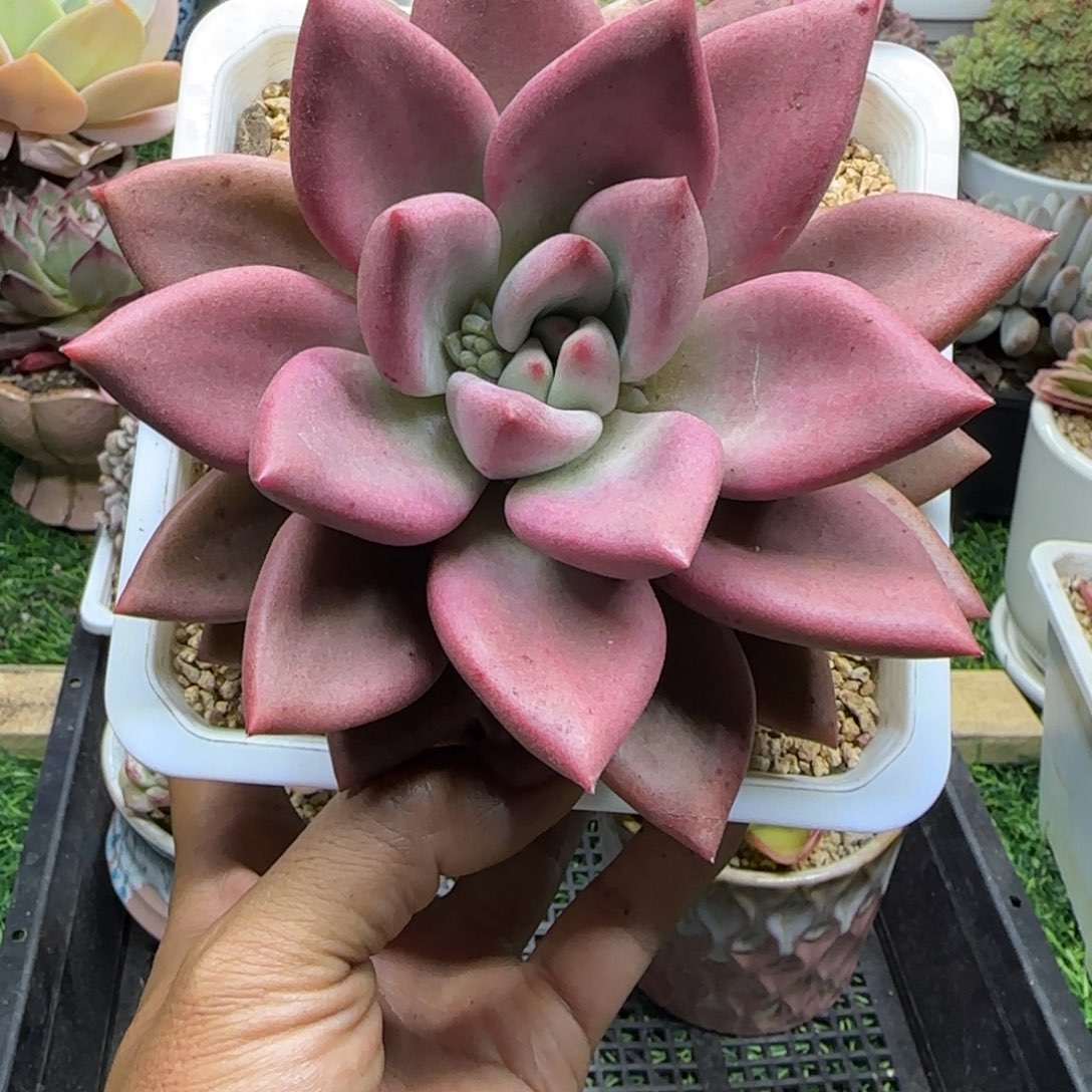 锦安精品多肉植物220