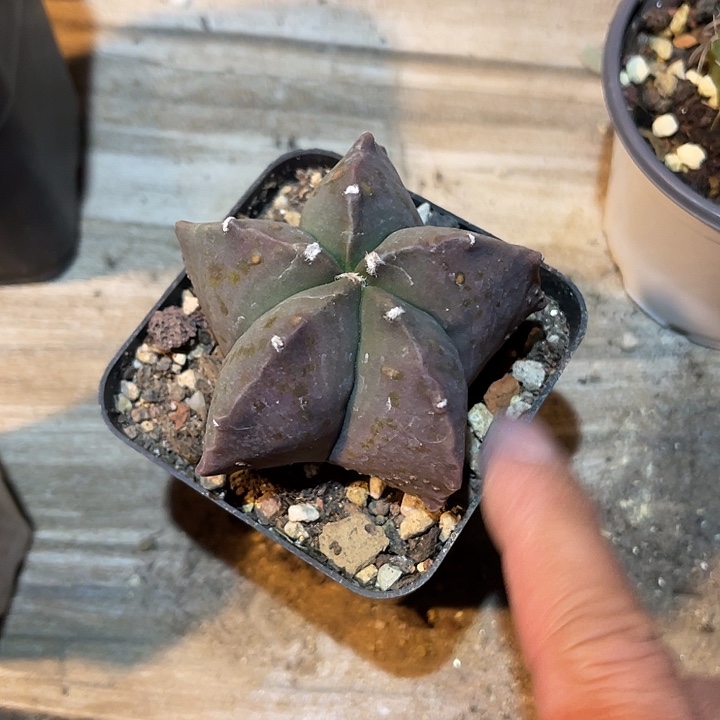 满38包邮2天凑单，脱土晾根发货多肉植物