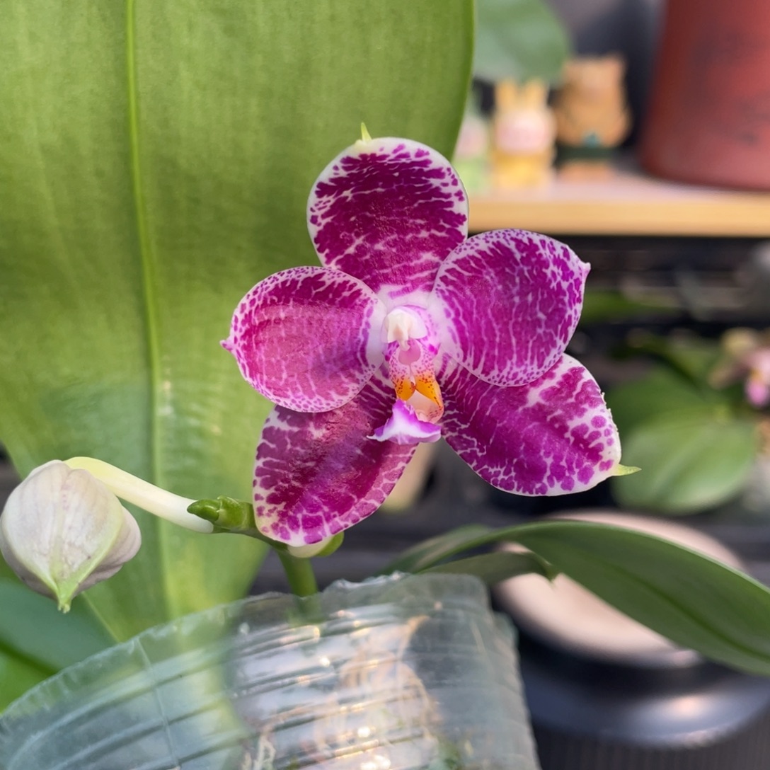 完全开放1111111111