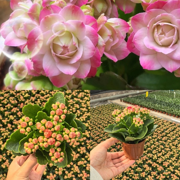 粉色大花【璎珞】80迷你小盆