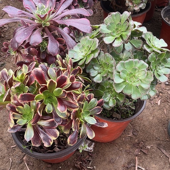 3棵玫瑰玫瑰玫瑰玫