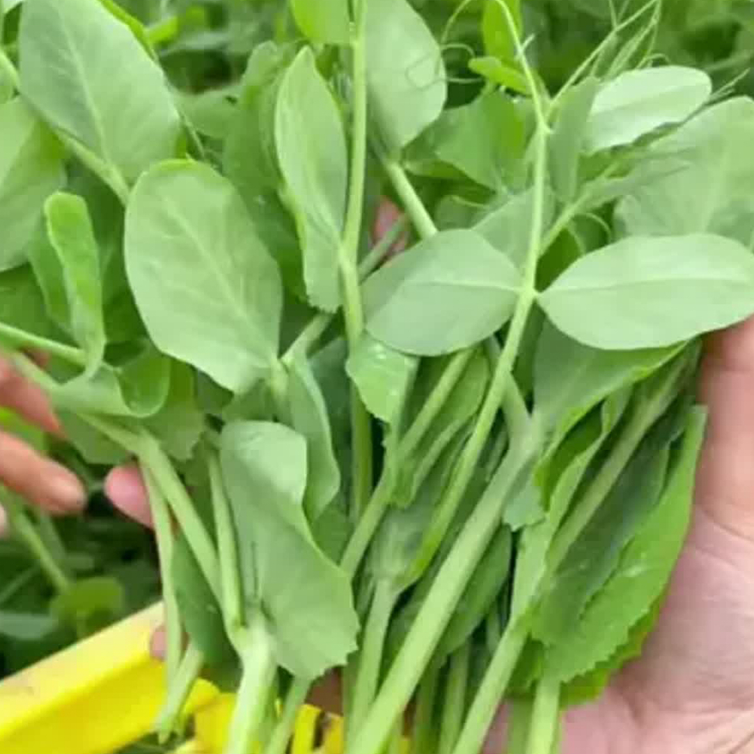 四川新鲜豌豆尖豌豆苗时令农家蔬菜现摘现发豌豆颠