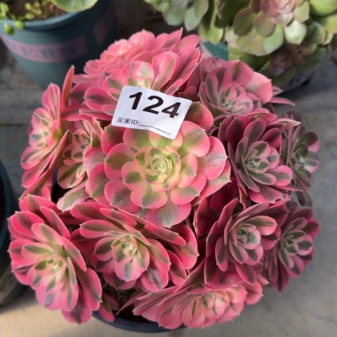 124女巫20厘米左右