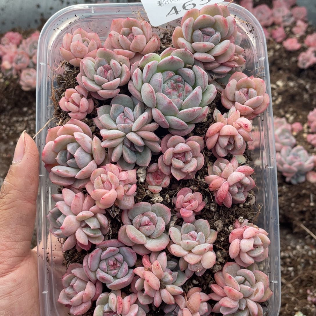 云糖心多肉植物463