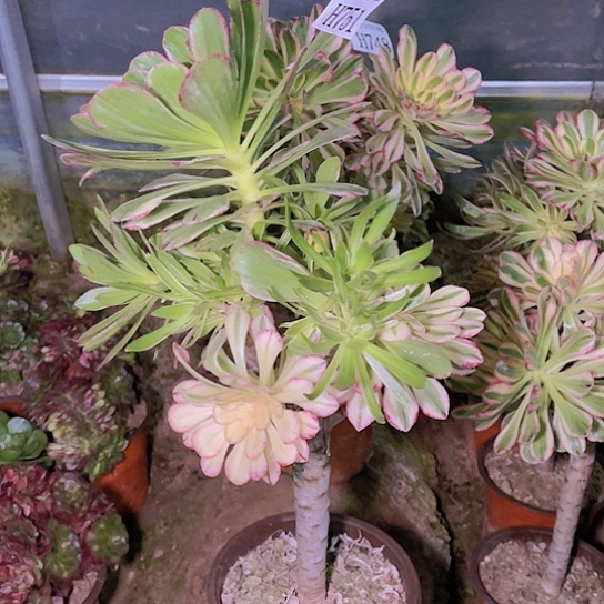 751V锦锦多肉植物