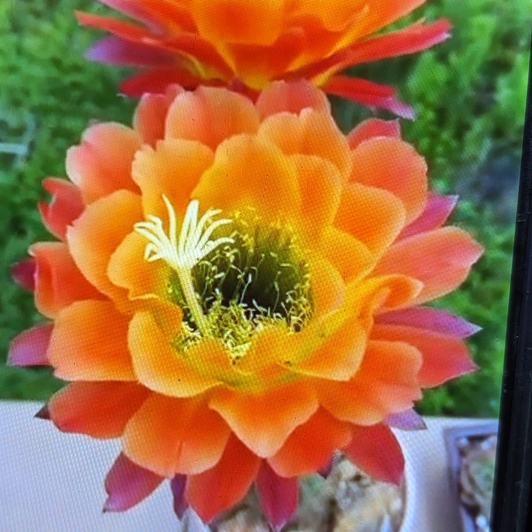 杏黄辉毛侧牙20包邮仙人球55